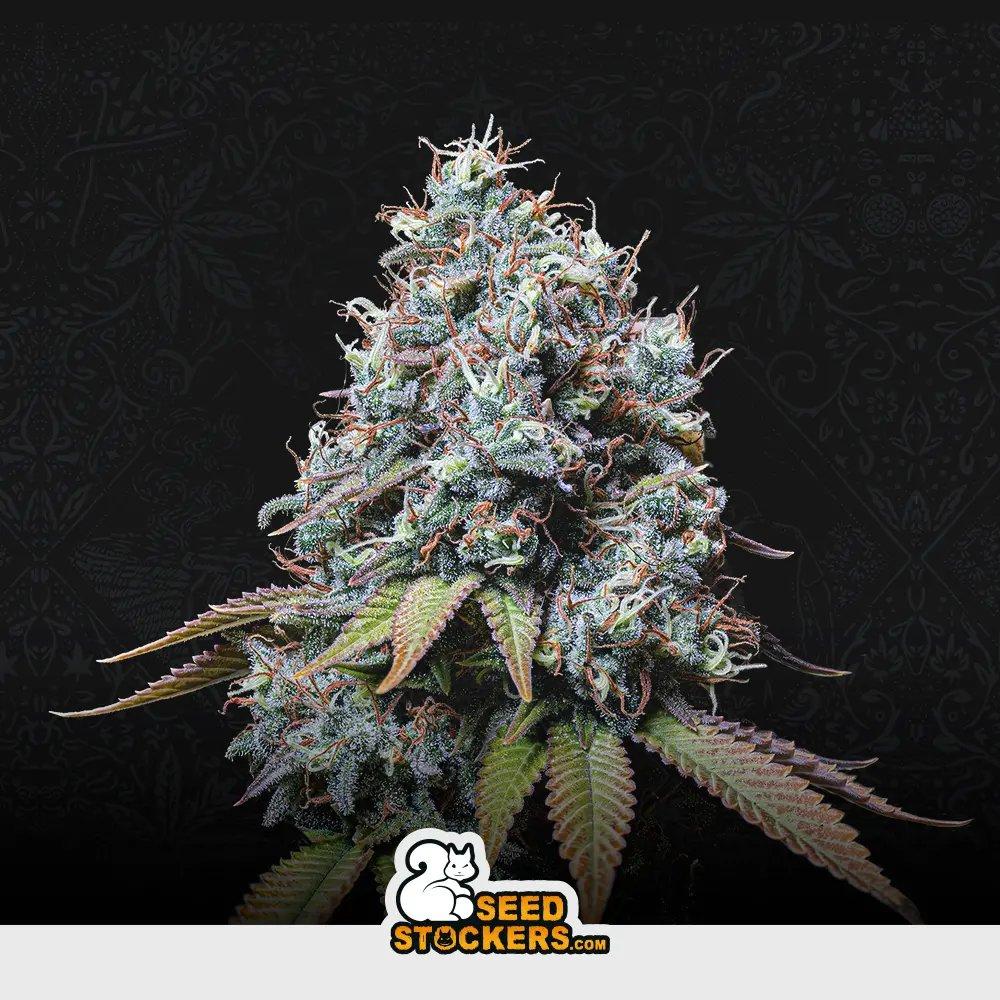 [SEM-SEE-FEM-0025] Sour Diesel