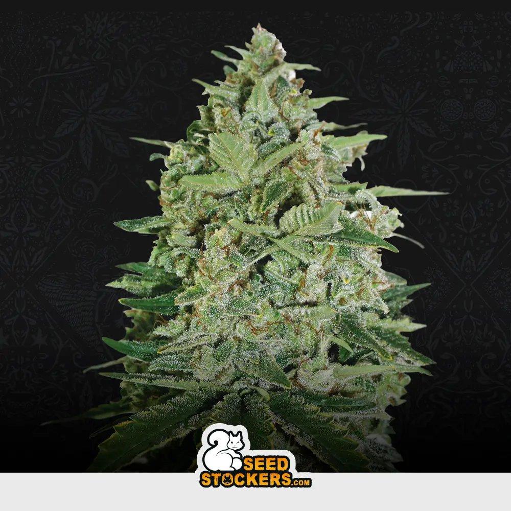 [SEM-SEE-FEM-0026] Super Skunk