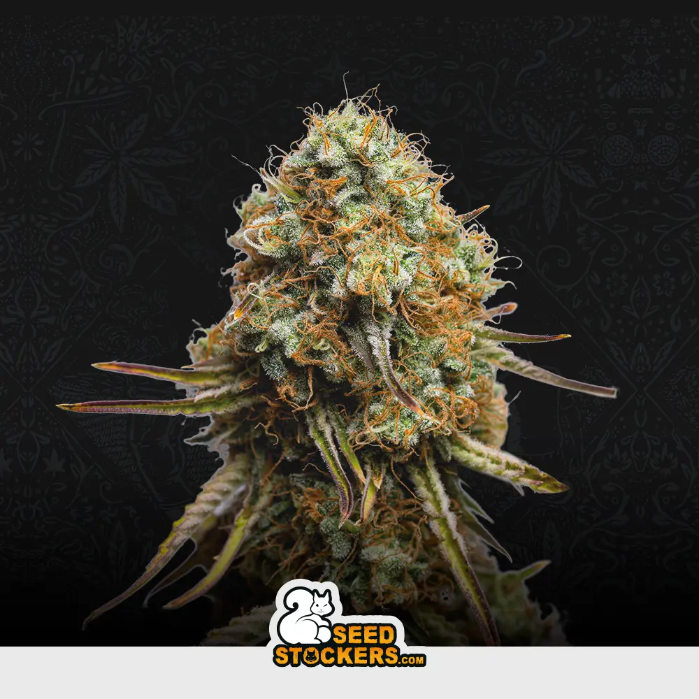 Wedding Glue