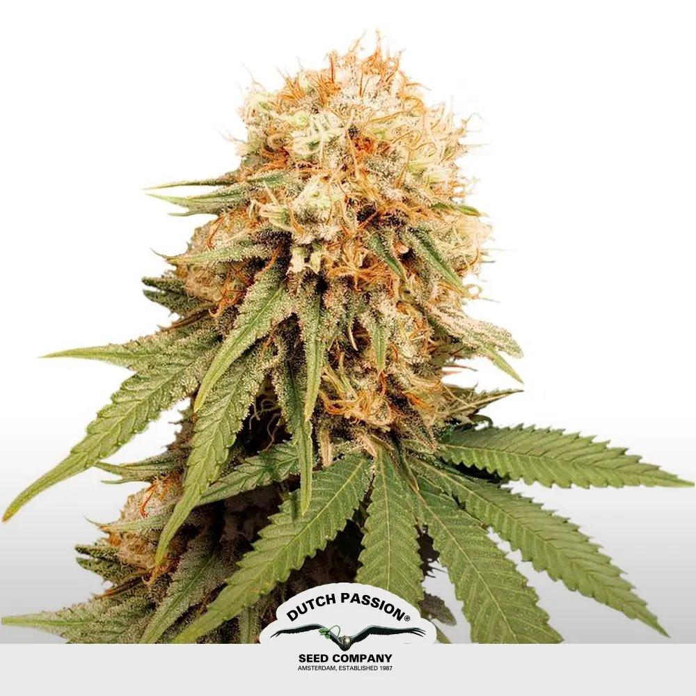 [SEM-SEE-FEM-0029] White Widow by Seedstockers