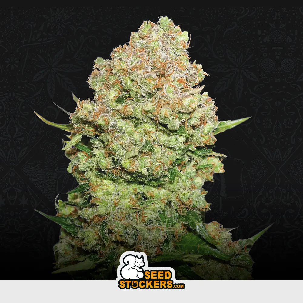 White Widow by Seedstockers