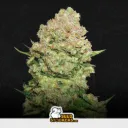 White Widow by Seedstockers