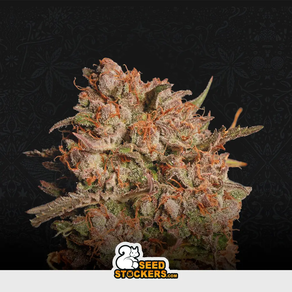 Auto Apollo Black Cherry