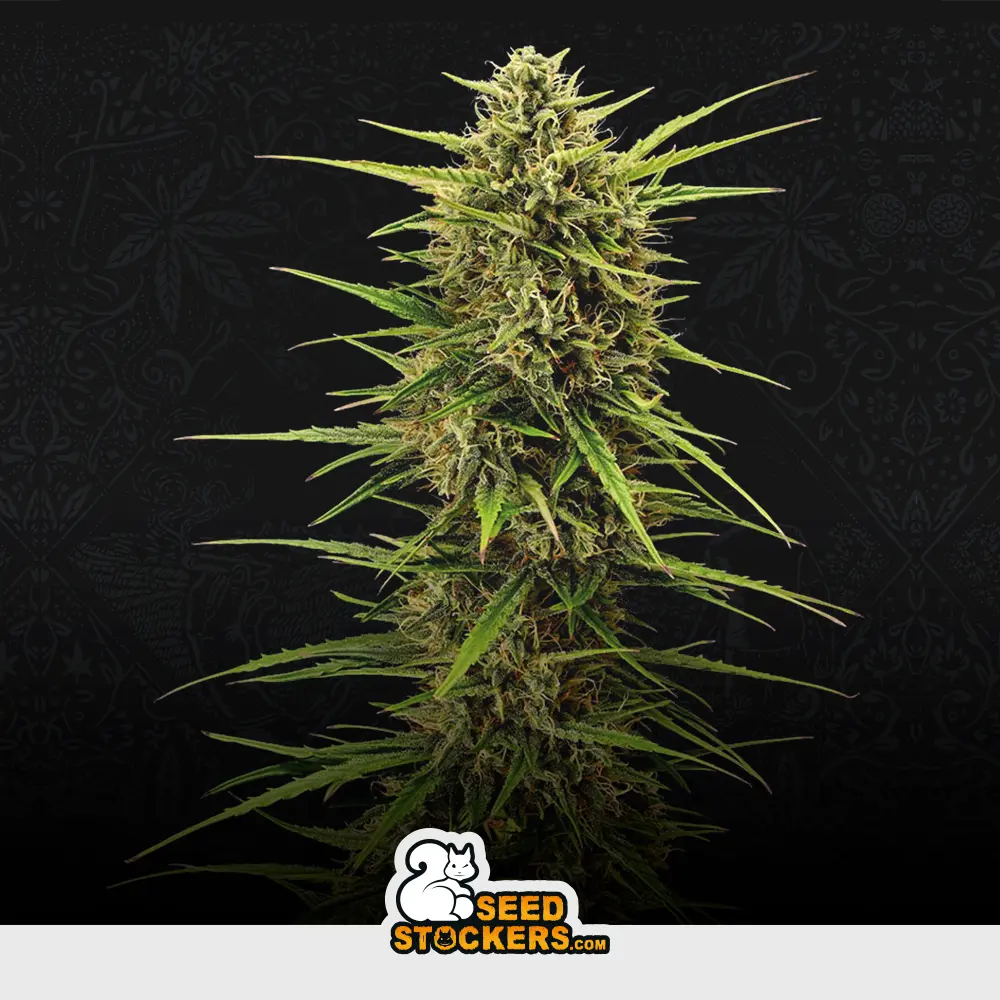 [SEM-SES-AUT-0005] Auto Black Rainbow