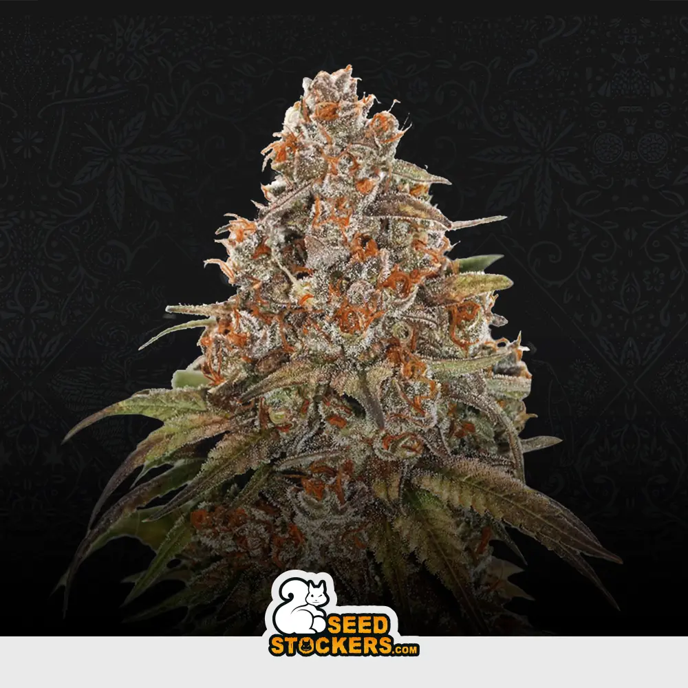 [SEM-SES-AUT-0006] Auto Blackberry Gum