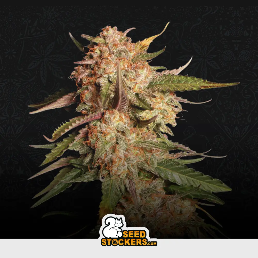 [SEM-SES-AUT-0007] Auto Blue Moby