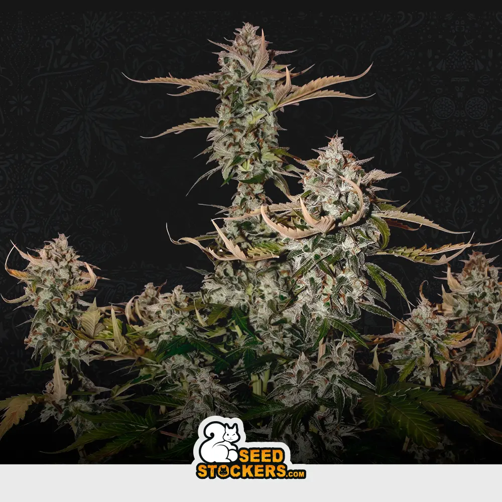 [SEM-SES-AUT-0008] Auto Candy Dawg