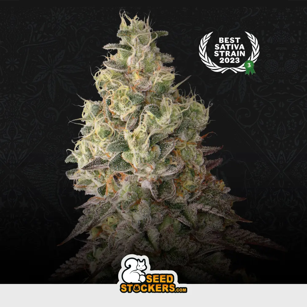 Auto Mack And Crack