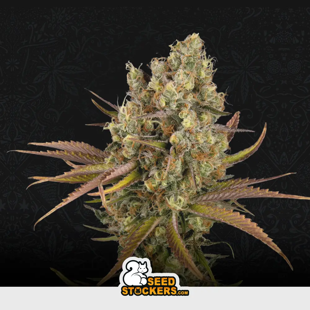 [SEM-SES-AUT-0012] Auto Santa Marta Haze