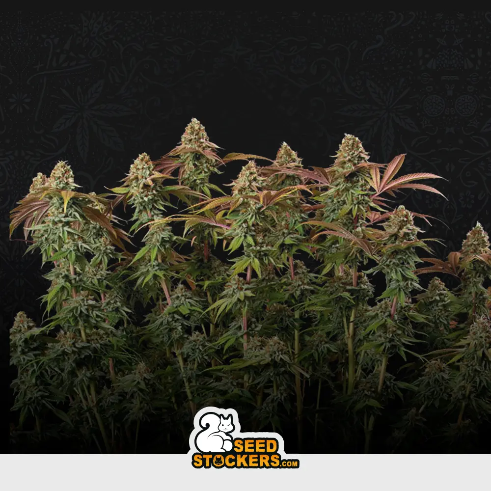 [SEM-SES-AUT-0014] Auto Terp & Tonic