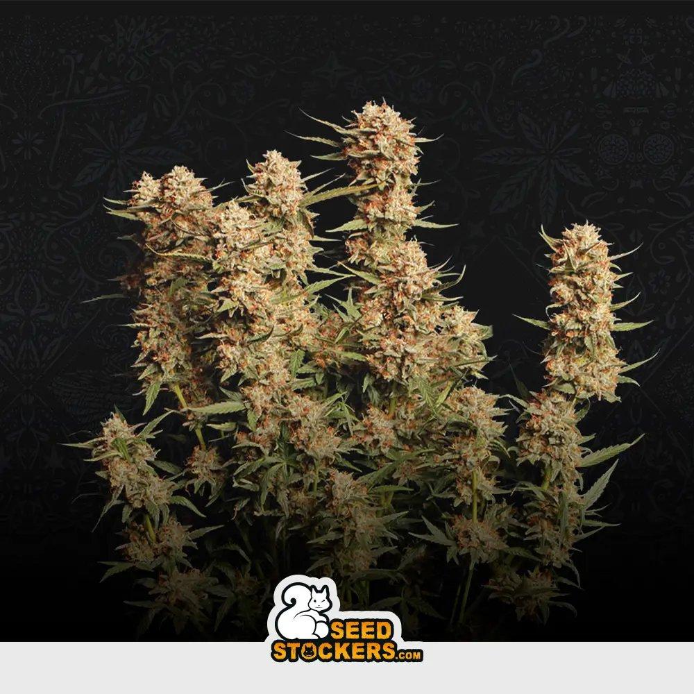 [SEM-SES-AUT-0015] Auto Thunder Banana