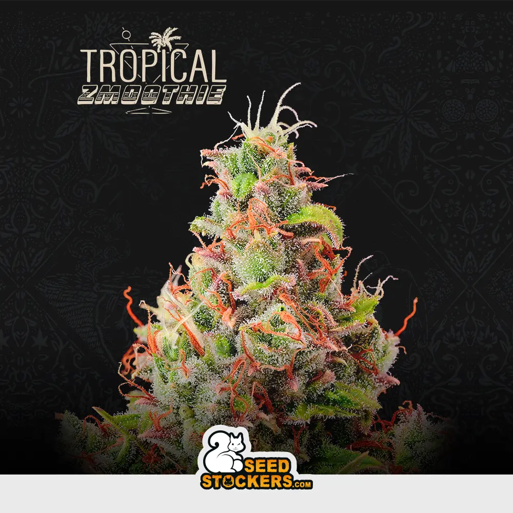 [SEM-SES-AUT-0017] Auto Tropical Zmoothie