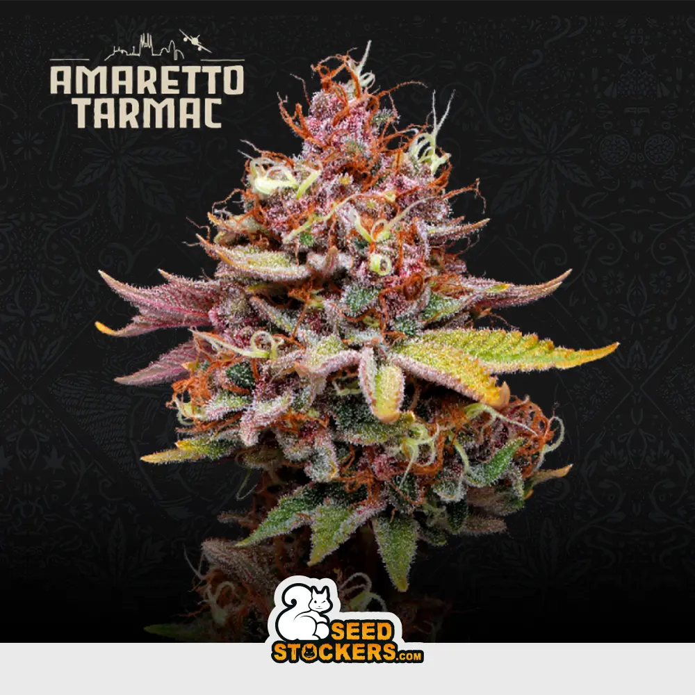 [SEM-SES-FEM-0004] Amaretto Tarmac