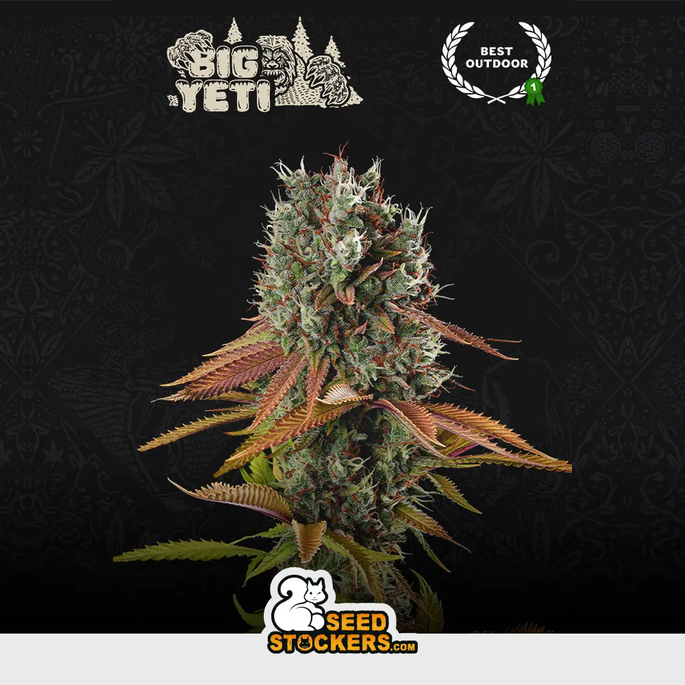[SEM-SES-FEM-0006] Big Yeti
