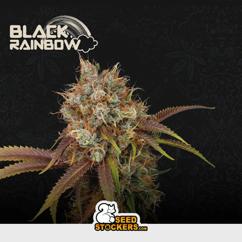 [SEM-SES-FEM-0007] Black Rainbow