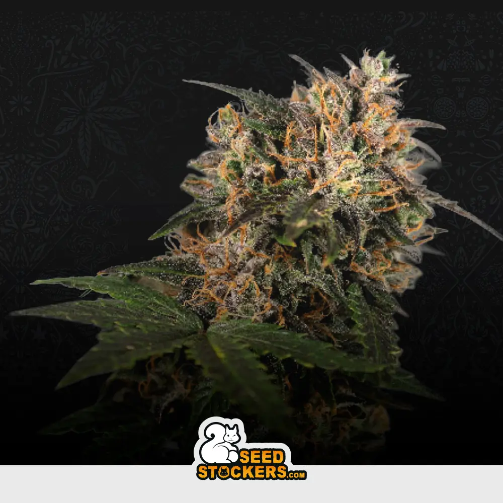 [SEM-SES-FEM-0008] Blackberry Gum