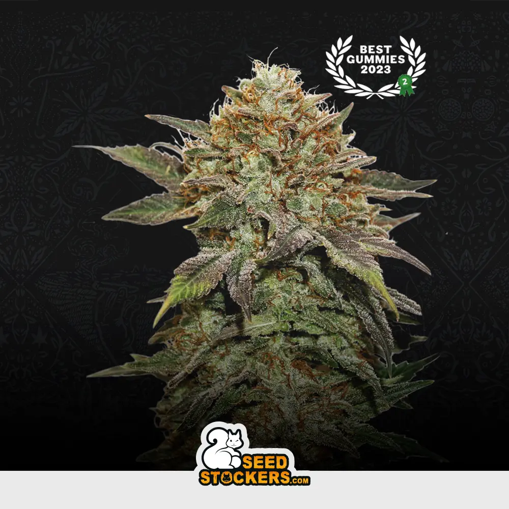 [SEM-SES-FEM-0010] Fruit Cake