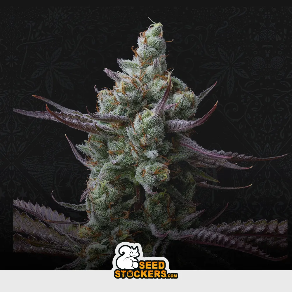 [SEM-SES-FEM-0014] Sagrada Amnesia