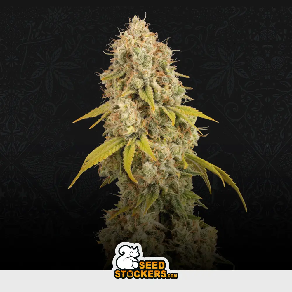 [SEM-SES-FEM-0015] Santa Marta Haze