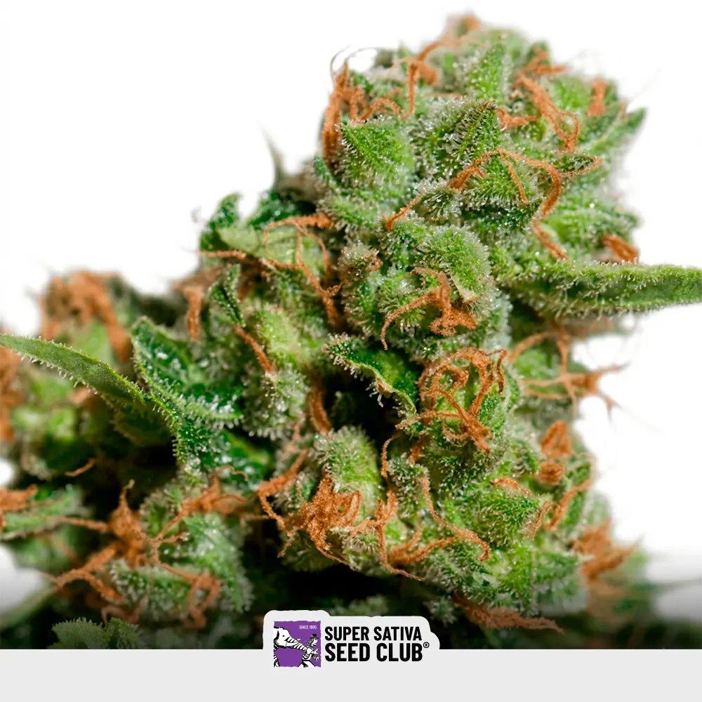 [SEM-SSS-AUT-0005] Auto Bruce Lemon Diesel