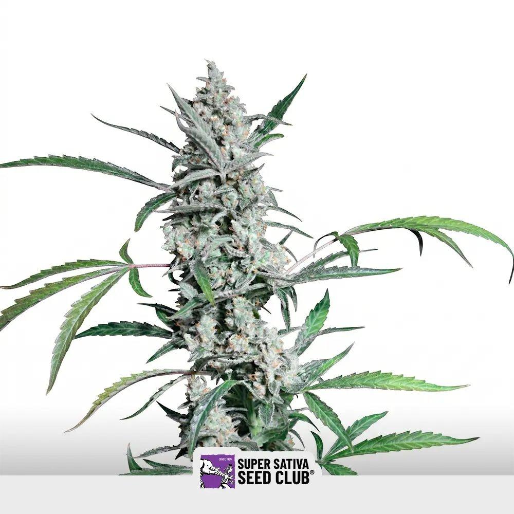 [SEM-SSS-AUT-0008] Auto Fat Pete´s Cookies