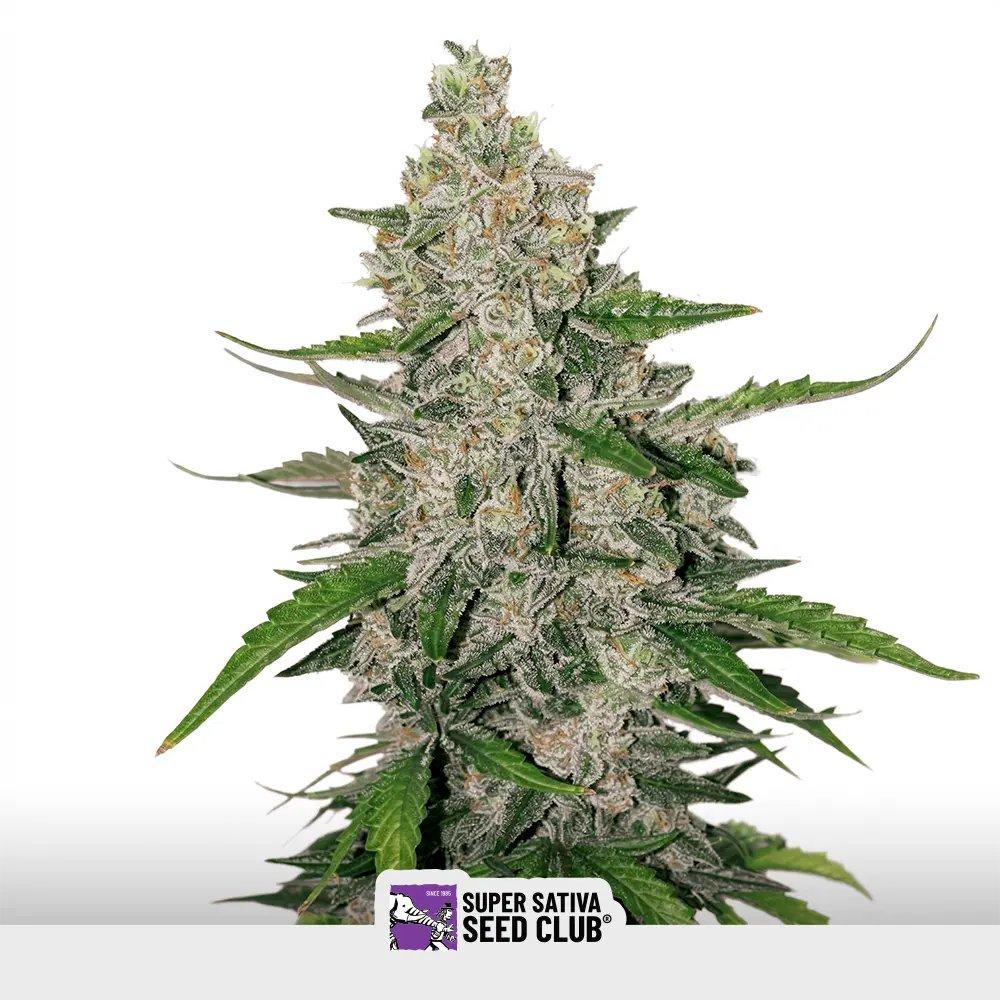 [SEM-SSS-AUT-0010] Auto Purple OG Punch