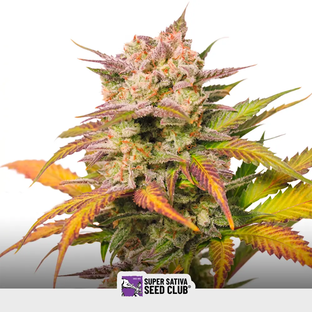 Auto Sweet Bourbon kush