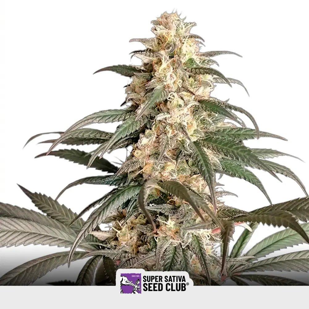 [SEM-SSS-FEM-0004] Black Lebanon