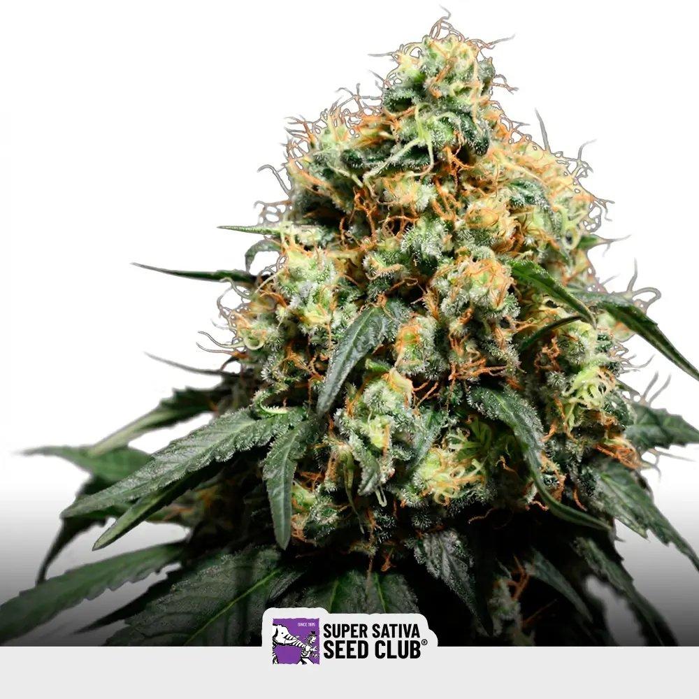 Bruce Lemon Diesel