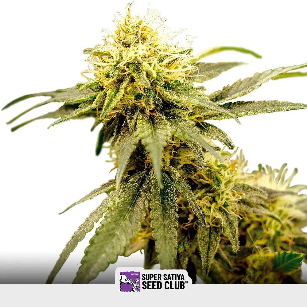 [SEM-SSS-FEM-0006] Crystal White Kush