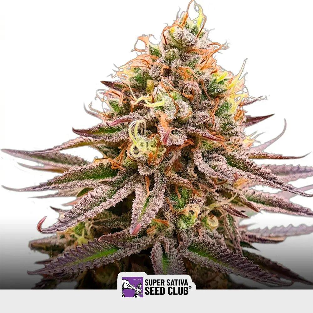 Gorilla Super Glue