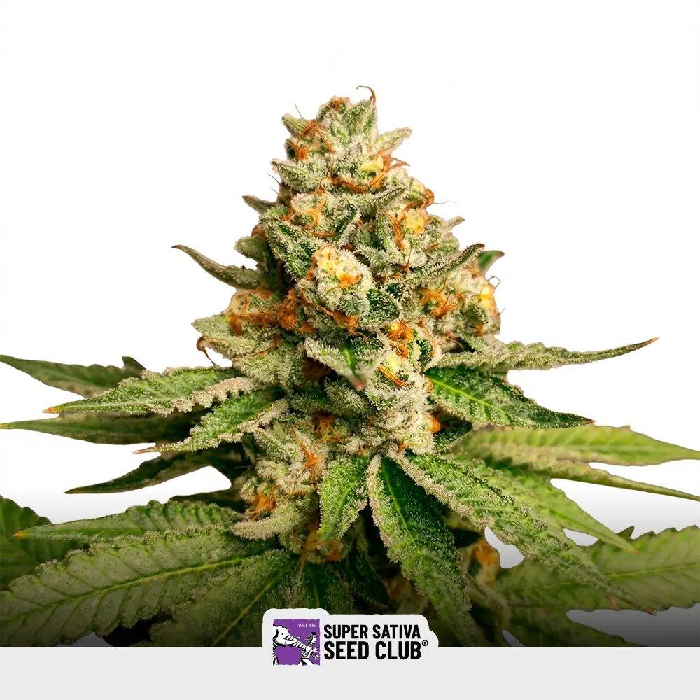 [SEM-SSS-FEM-0008] Green Papaya
