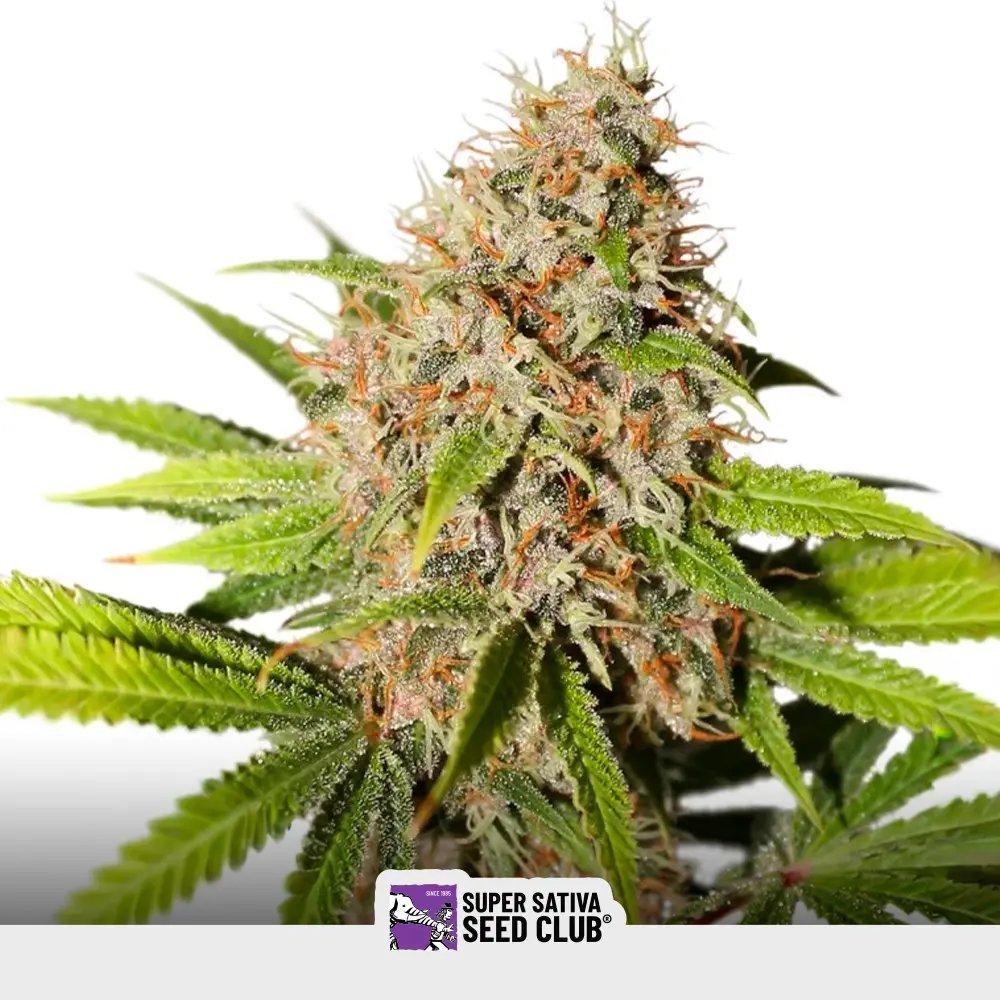 Pineapple Poison