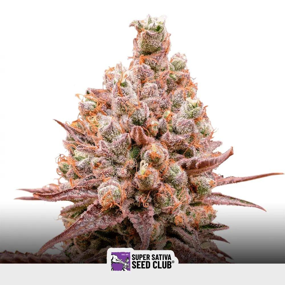 [SEM-SSS-FEM-0013] Purple OG Punch