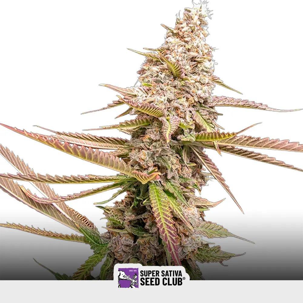Strawberry Cookies
