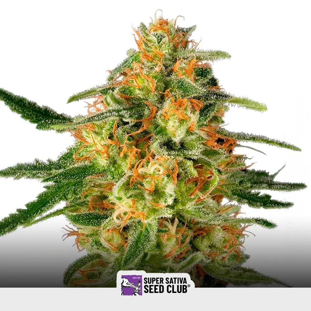 [SEM-SSS-FEM-0016] TnT Trichome