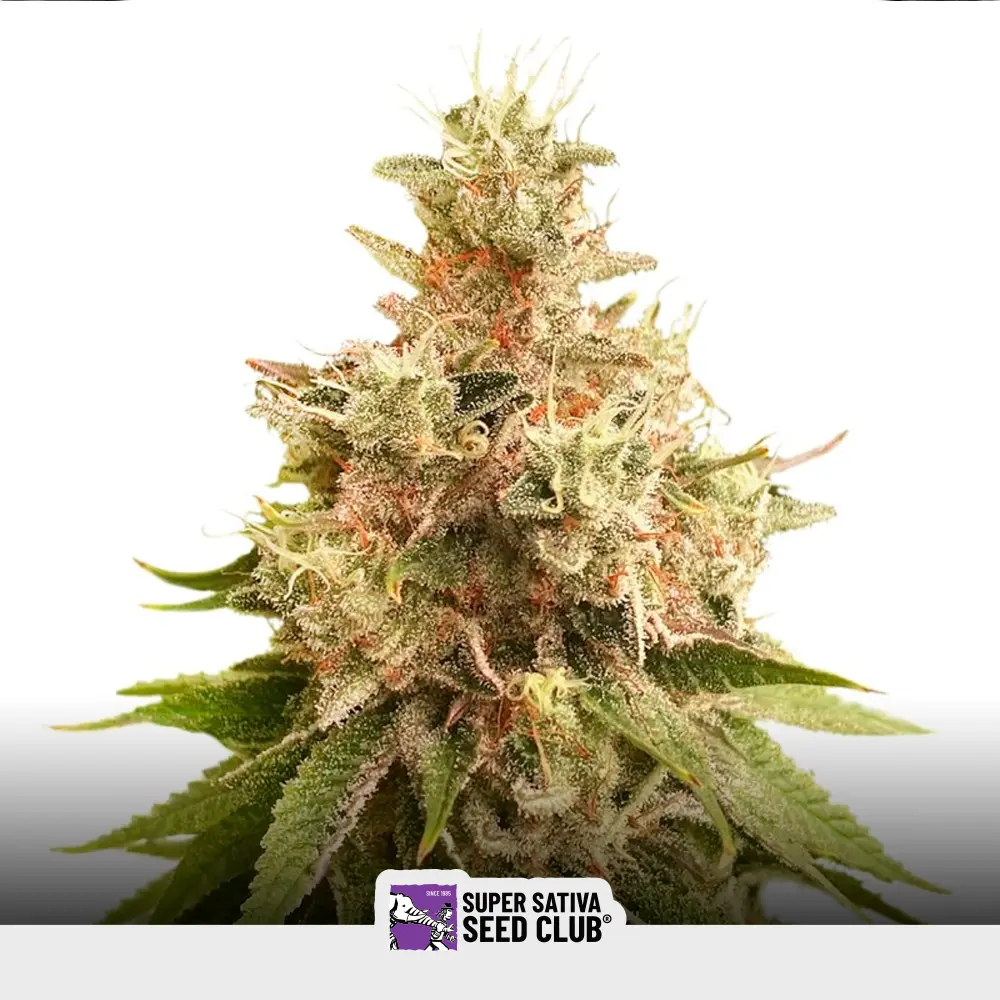 Golden Apple Haze Regular