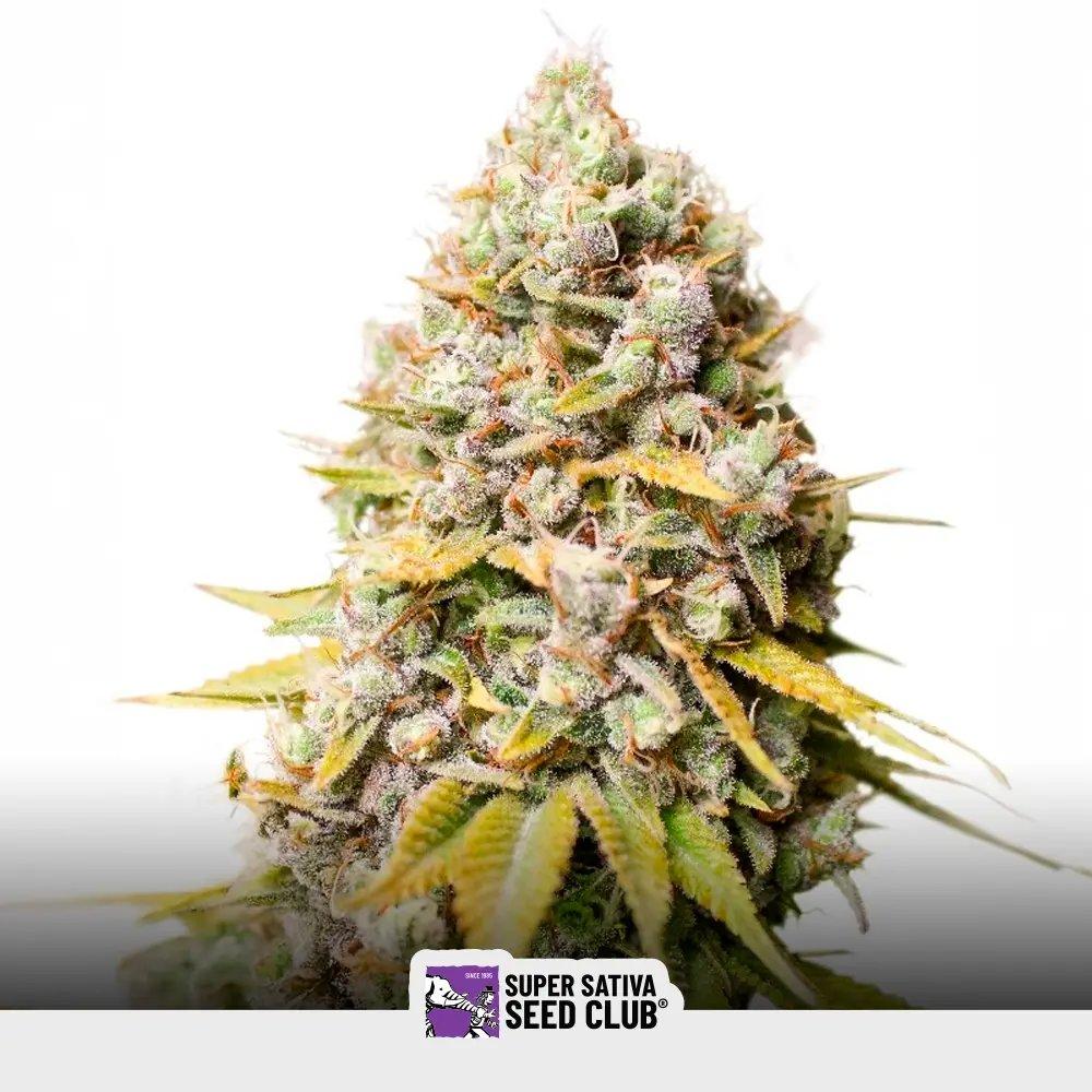 [SEM-SSS-REG-0008] Kosher Haze Regular