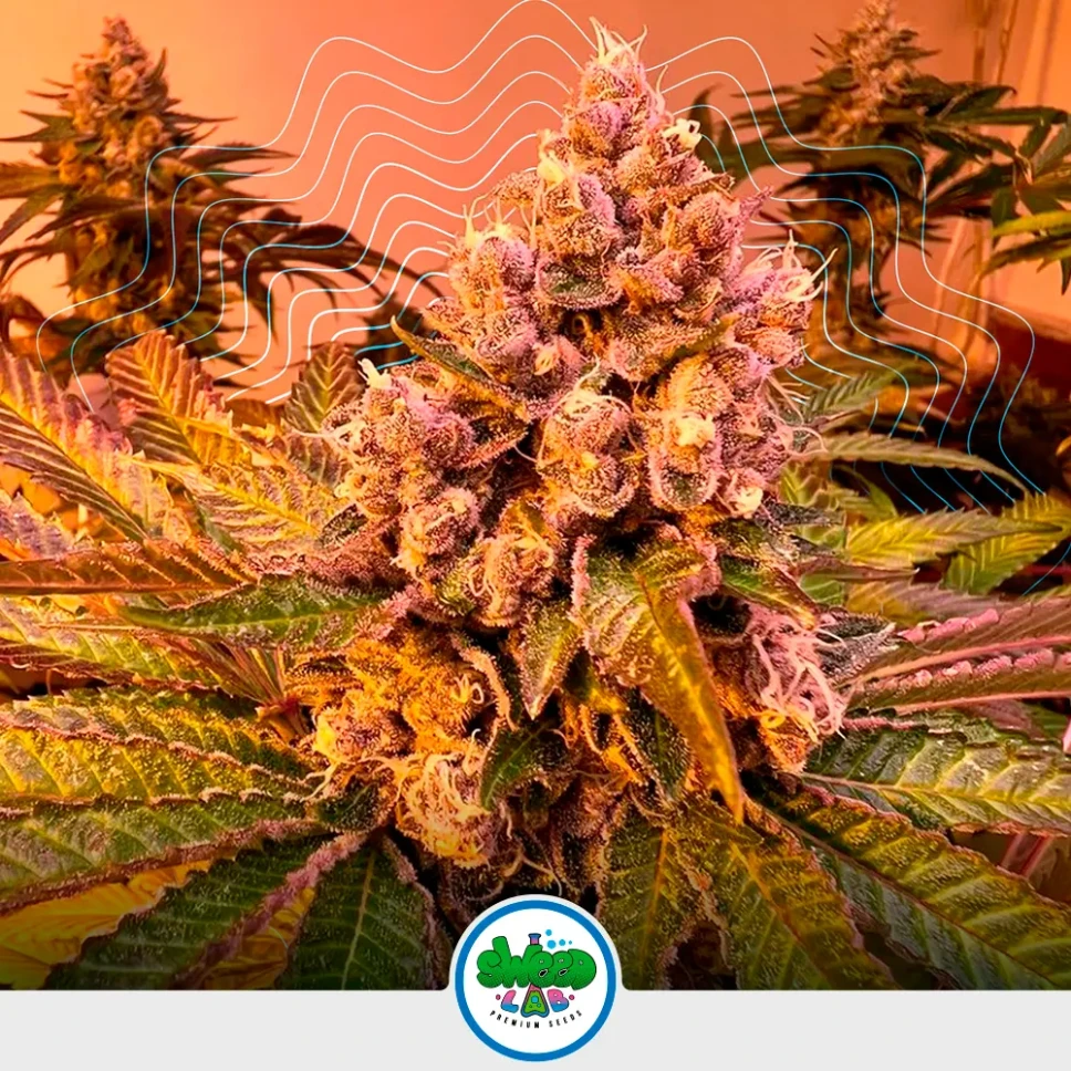 [SEM-CRP-FEM-0015] Tropicana WFC