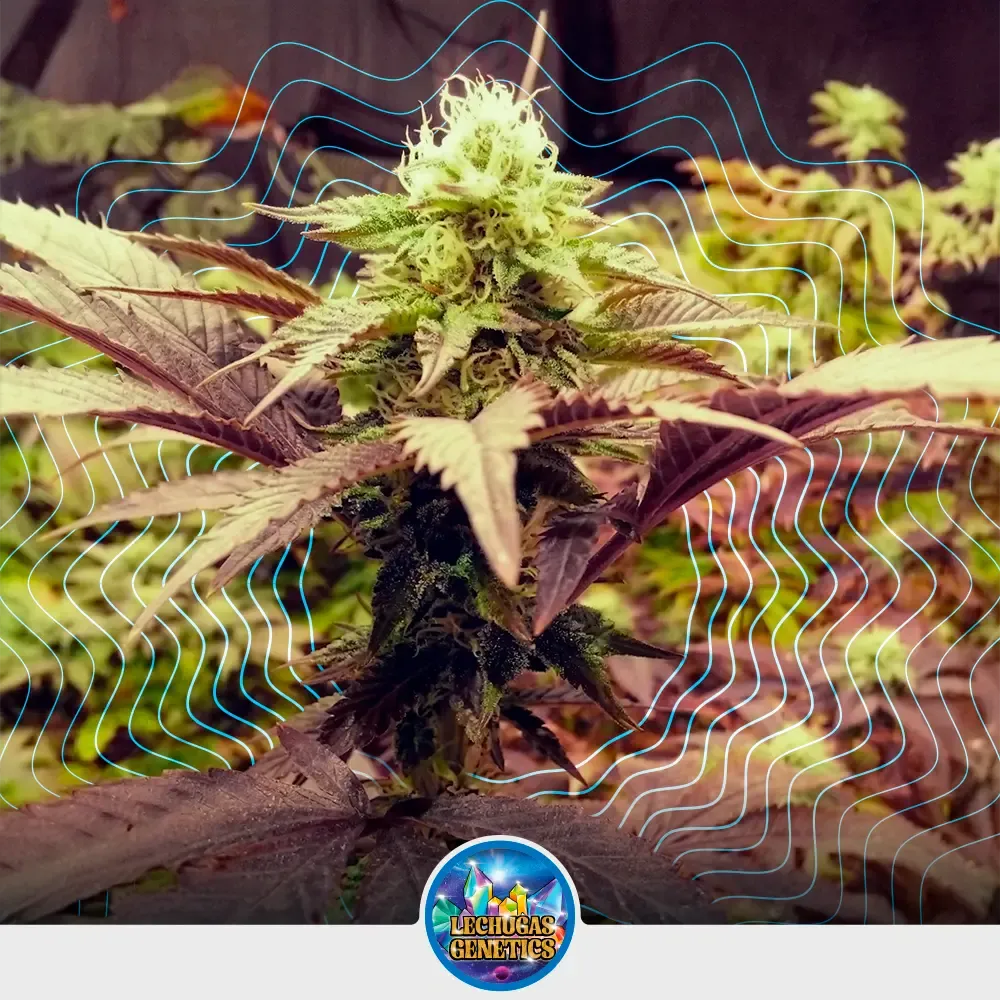 Auto Purple Fruit