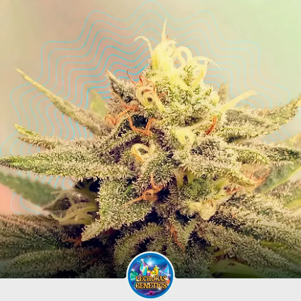 [SEM-CRP-FEM-0017] Auto Lemon Ice
