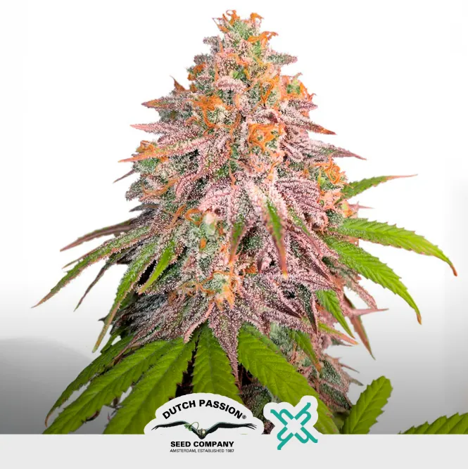 [SEM-DUT-FEM-0066] CBD Charlotte`s + (x3)