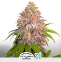 CBD Charlotte`s +