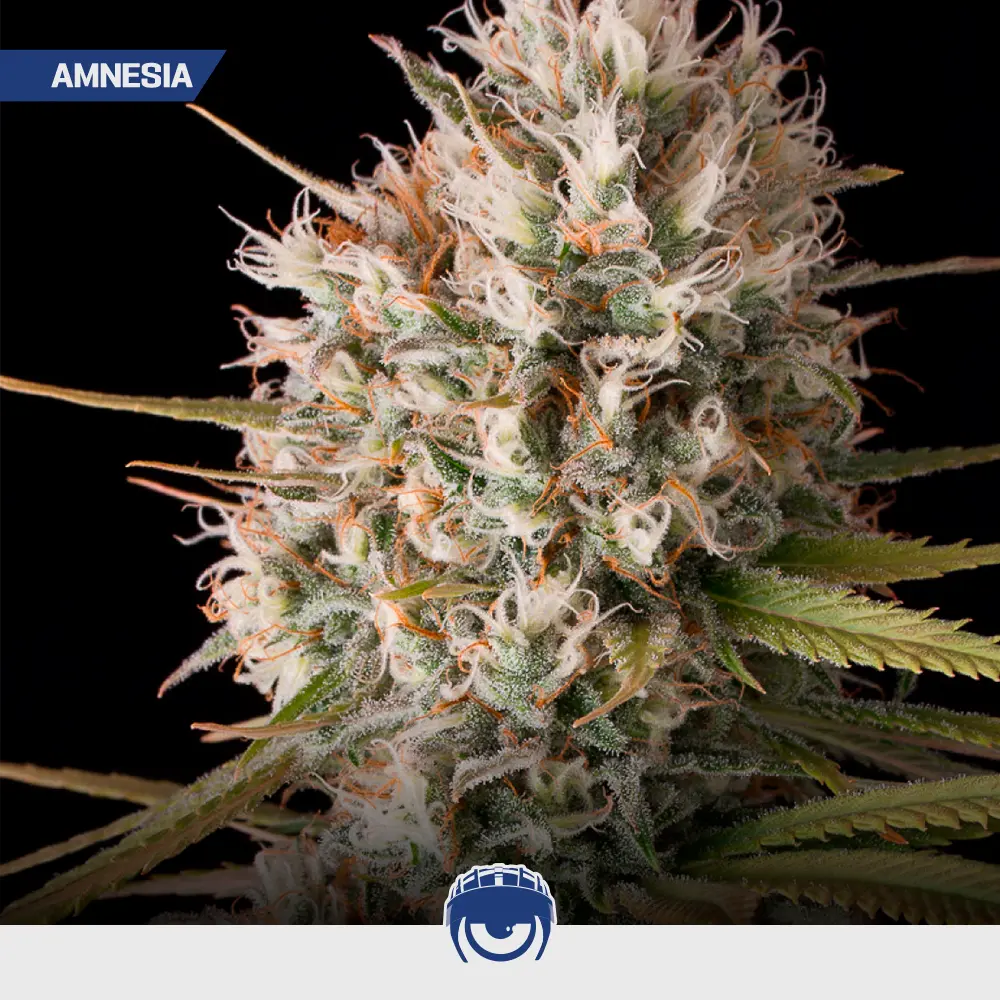 Amnesia - Mix