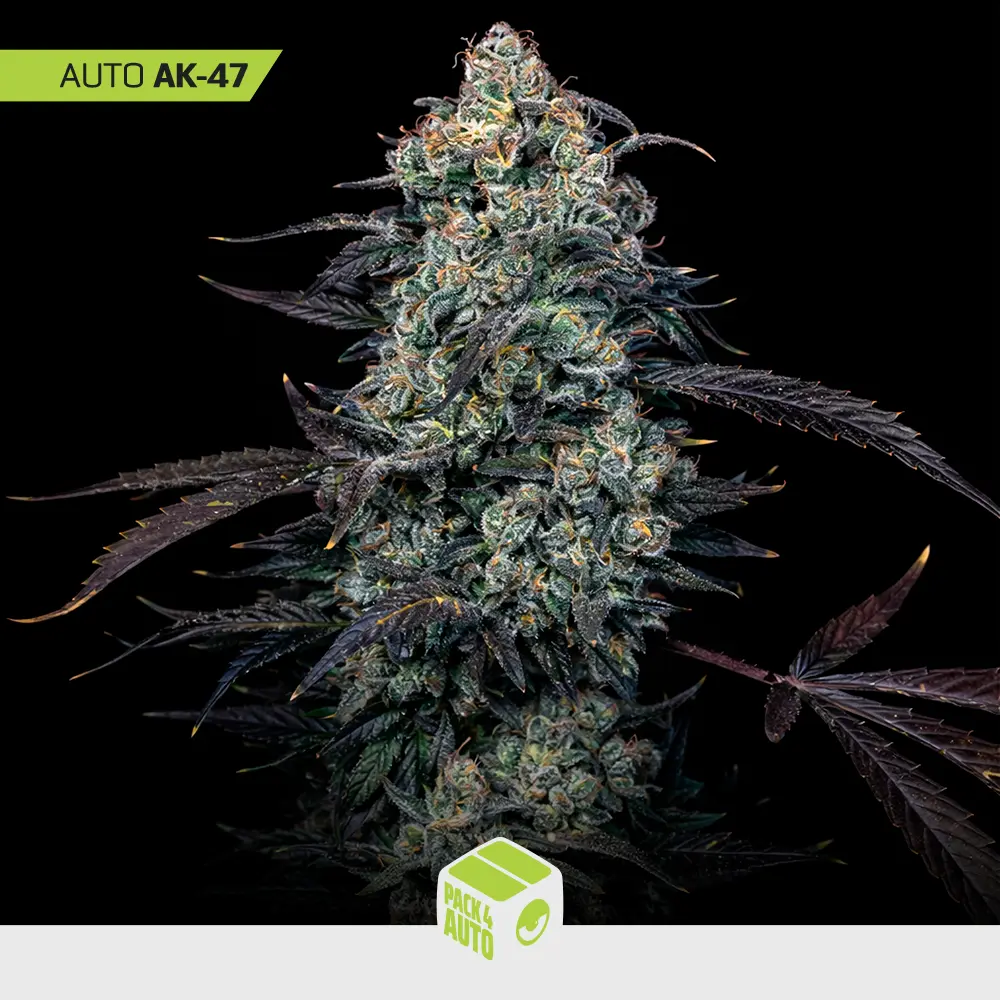 Auto Ak-47 - Pack