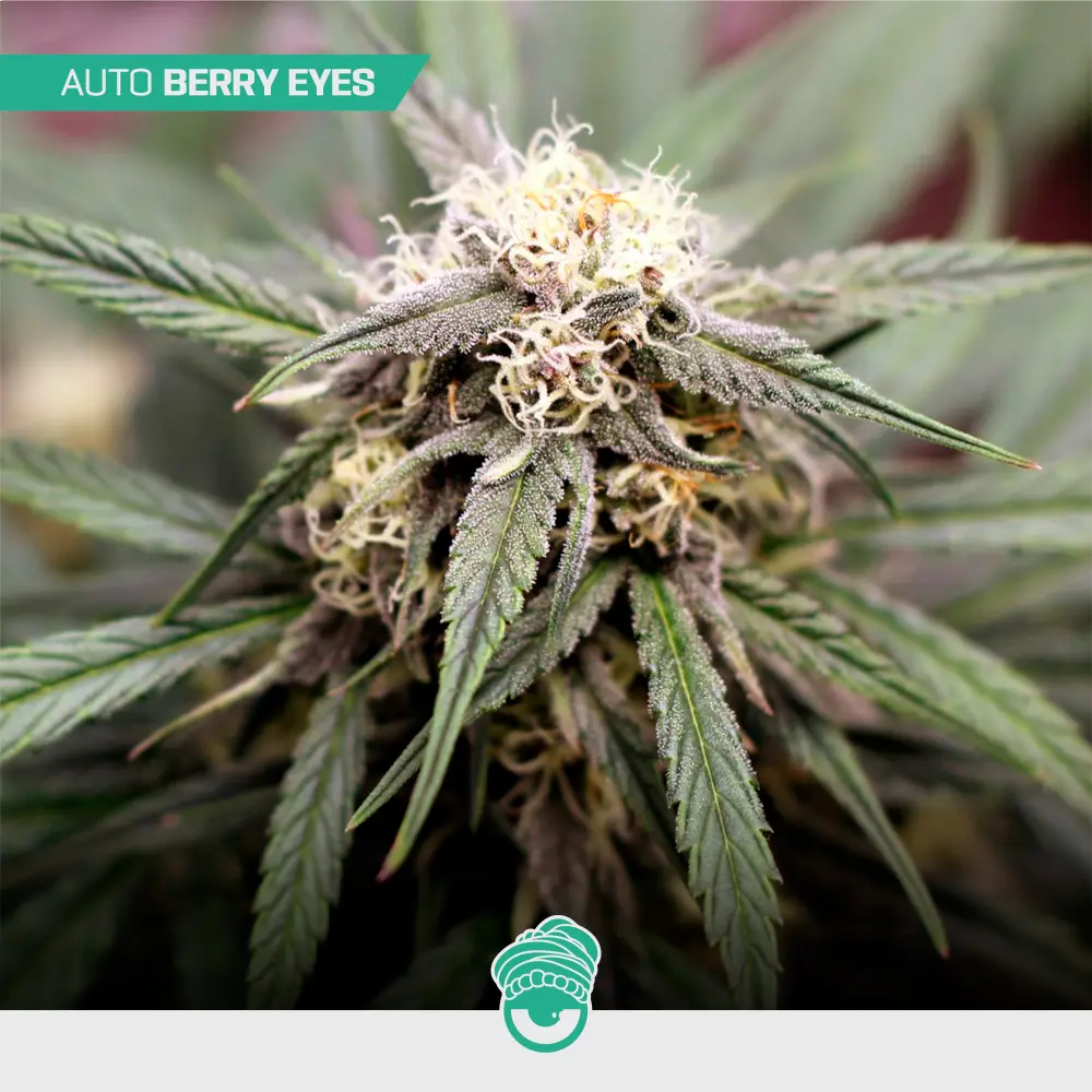 Auto Berry Eyes - Mix