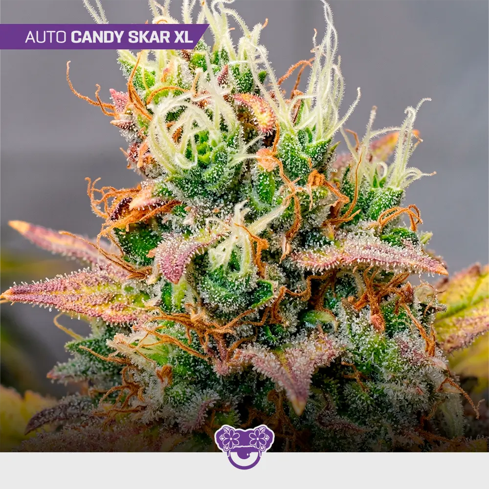 Auto Candy Scar XL - Mix