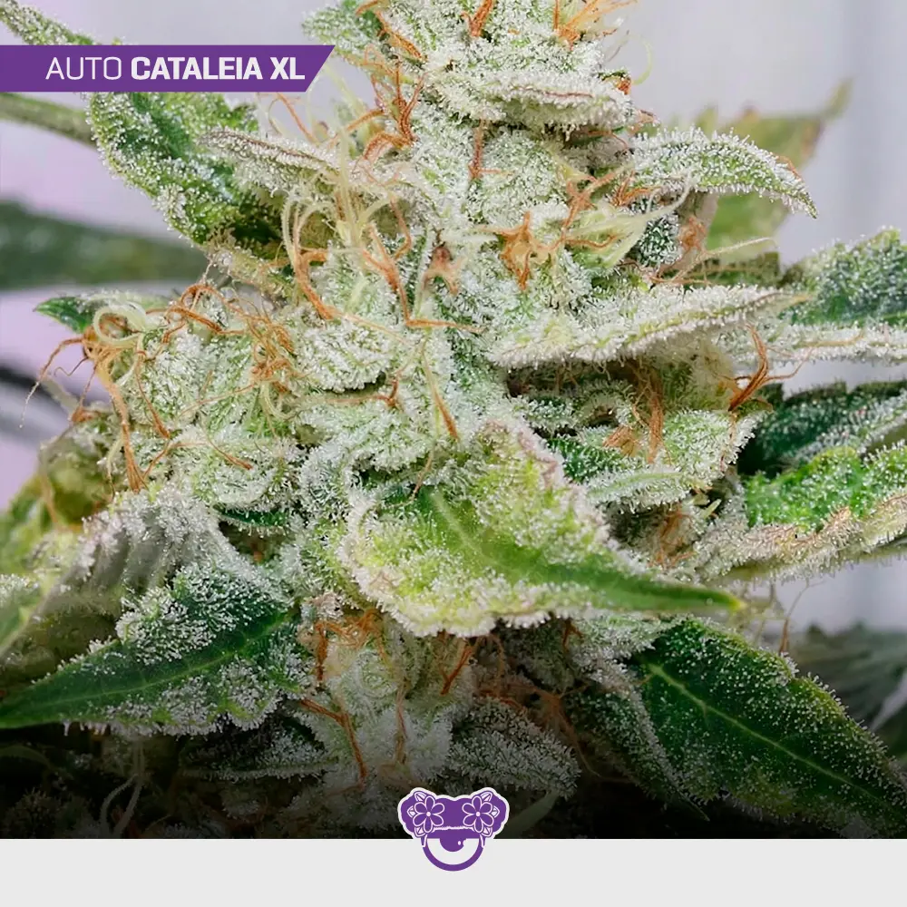 Auto Cataleia XL - Mix