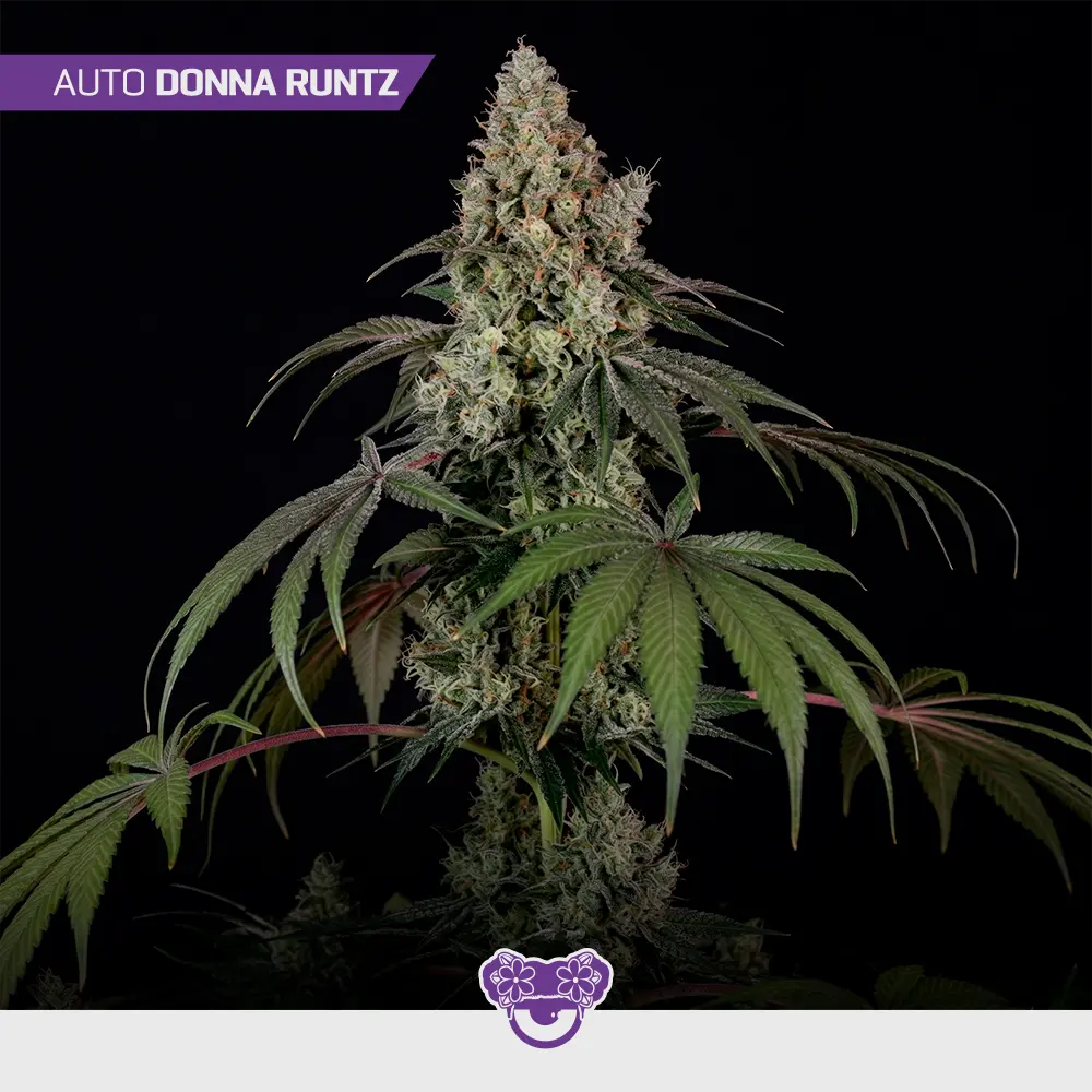Auto Donna Runtz - Mix