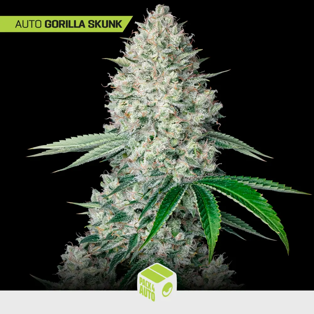 Auto Gorilla Skunk - Pack